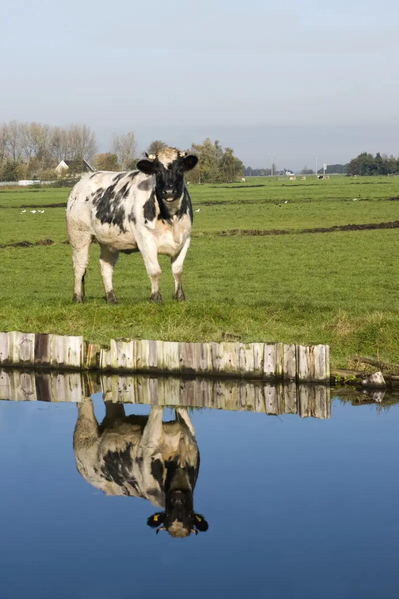 Een koe in de wei, weerspiegeld in het water van een sloot